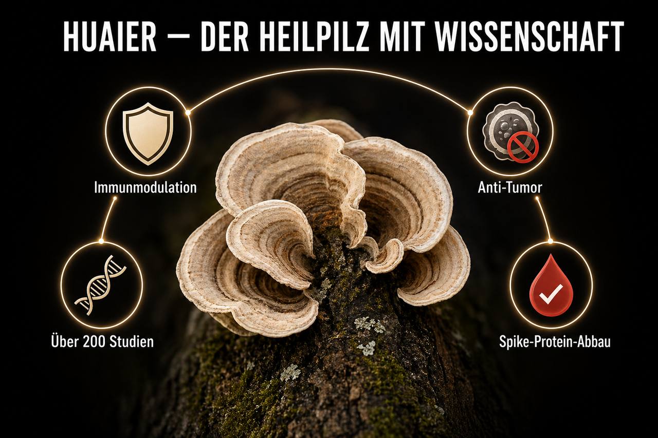 Infografik: Huaier (Trametes robiniophila) - Heilpilz mit Immunmodulation, Anti-Tumor-Wirkung, über 200 Studien und Spike-Protein-Abbau